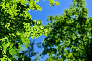 Fototapeta na wymiar 木漏れ日浴びて輝くシロヤシオの若葉＠奈良