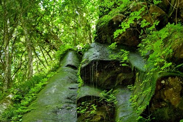 Fototapeta premium 赤目四十八滝 仰ぎ見る新緑に包まれた雨降滝の情景＠三重