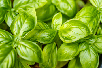 Growing basil plants, top view. Gardening, fresh greens. Cooking, culinary, Italian cuisine.