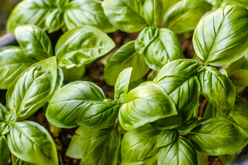 Growing basil plants, top view. Gardening, fresh greens. Cooking, culinary, Italian cuisine.