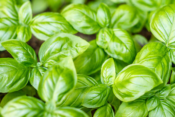 Growing basil plants, top view. Gardening, fresh greens. Cooking, culinary, Italian cuisine.