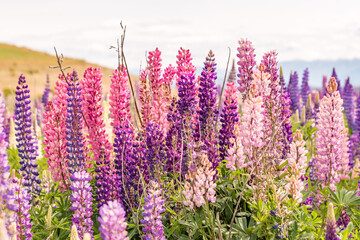 Lake Tekapo Flowers