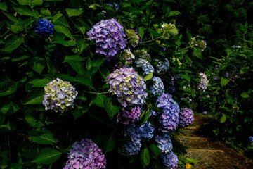 普光寺のアジサイ