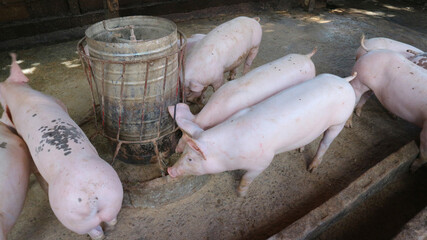 Many very white pigs in the pen © sunet