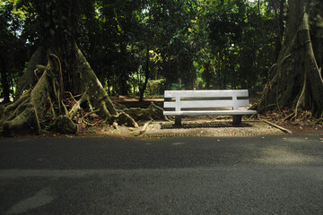 Fototapeta premium bench in the park