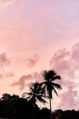 Epic summer sunset with palm tree in Pernambuco, Brazil