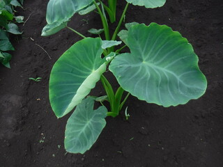 The identity of the big leaf　～大きな葉っぱの正体