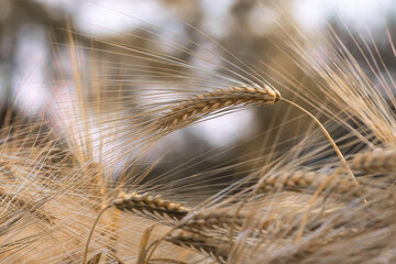 Ear of barley on the field close-up.