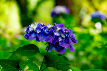 長崎鼻のアジサイ