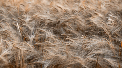 Field of ripened yellow barley. An ear of barley.