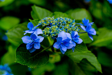 長崎鼻のアジサイ
