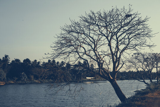 a tree in the side of a river landscape evening photography