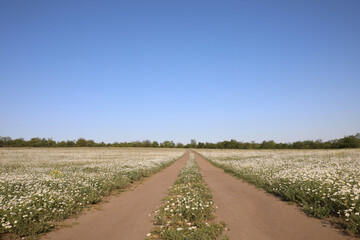Fototapeta na wymiar Country road going through beautiful chamomile field on sunny day