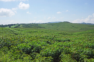 Fototapeta na wymiar Green manioc and corn field on the hill in Thailand