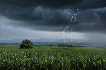 Lightning and raining over green sugar cane farm