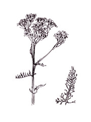yarrow, milfoil, graphic black and white drawing, botanical sketch. Hand drawn Yarrow milfoil flower. Medical herb. © Natalia