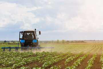 Obraz premium Modern tractor cultivating field of ripening sunflowers. Agricultural industry