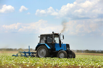 Fototapeta na wymiar Modern tractor cultivating field of ripening sunflowers. Agricultural industry