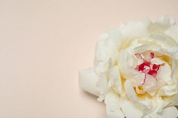 Beautiful white peony on beige background, top view. Space for text