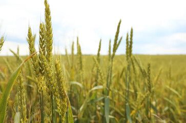 Agricultural field with ripening cereal crop on cloudy day, closeup