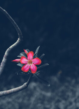 beautiful moody image pink flower 