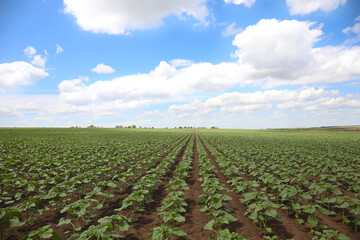 Fototapeta na wymiar Agricultural field with young sunflower plants on sunny day