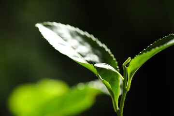 Closeup view of green tea plant against dark background