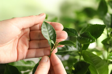 Farmer holding green leaves near tea plant against blurred background, closeup