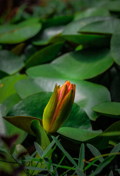  beautiful photo yellow water lily 