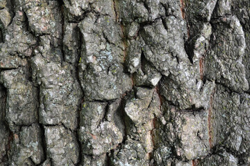 A Tree Stump Texture Closeup View