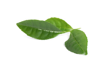Naklejka na ściany i meble Green leaves of tea plant isolated on white