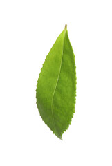 Obraz premium Green leaf of tea plant isolated on white