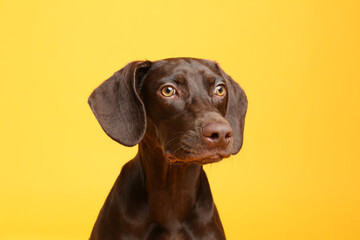 German Shorthaired Pointer dog on yellow background