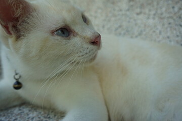 Fototapeta premium white persian cat