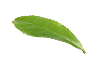 Fototapeta na wymiar Green leaf of tea plant isolated on white