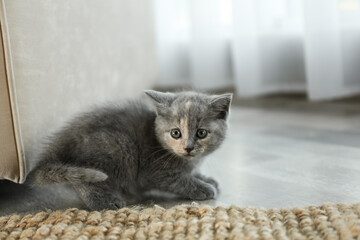 Naklejka premium Cute British Shorthair kitten on floor indoors. Baby animal
