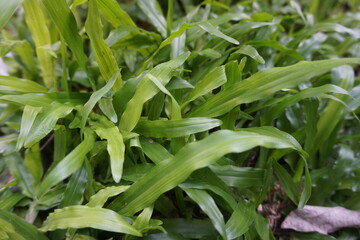 Fototapeta premium fresh green beans