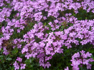 イブキジャコウソウ