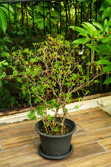 Green tree in black flower pot