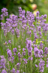 Background with blooming lavender bush.