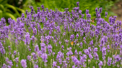 Background with lavender flowers and insects (Bee and Hummingbird hawk-moth).