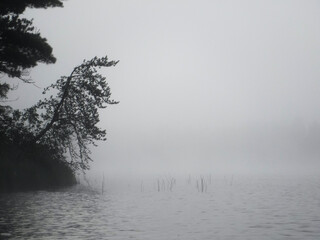 leaning tree and reeds on a misty morning