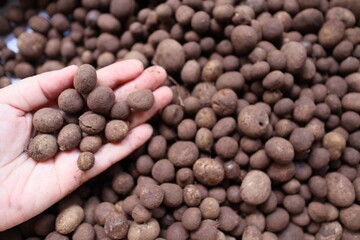 coriander seeds in a wooden spoon