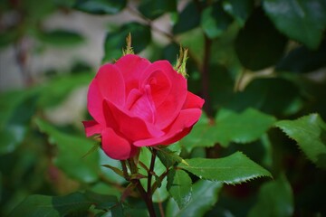 pink rose in garden