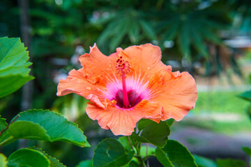 Orange hibiscus flowers.
