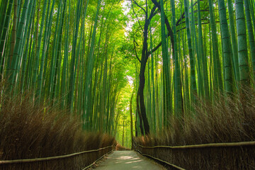 bamboo forest background in the morning for tranquil mood