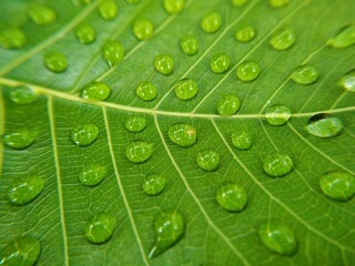 green leaf with water drops