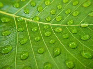 green leaf with water drops