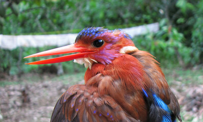 Photo of red kingfisher  bird