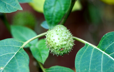 Thorn apple fruit grow on plant. 